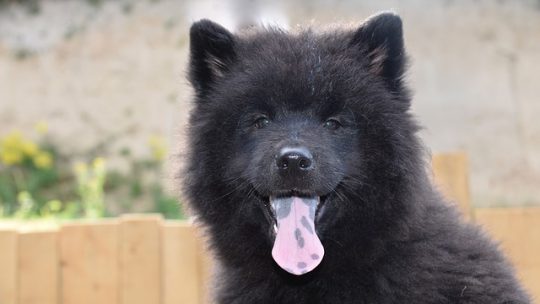 Acana kutyatáp a kedvenc barátunknak