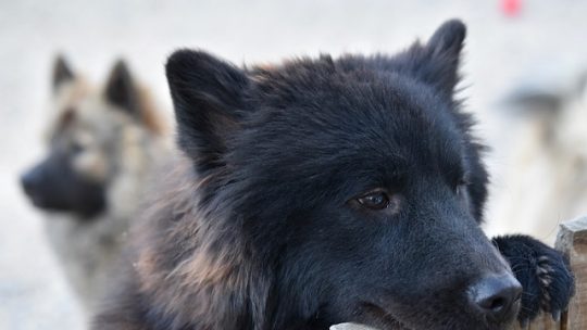 A kutyatáp rendelés előnyeiről röviden