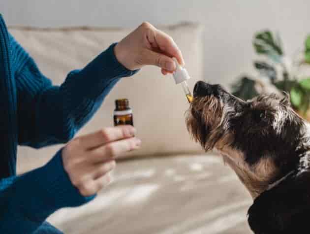 Útmutató a legjobb kutya vitamin kiválasztásához